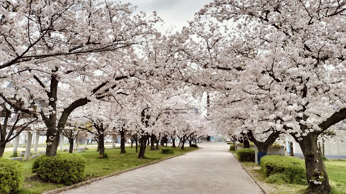 花園中央公園