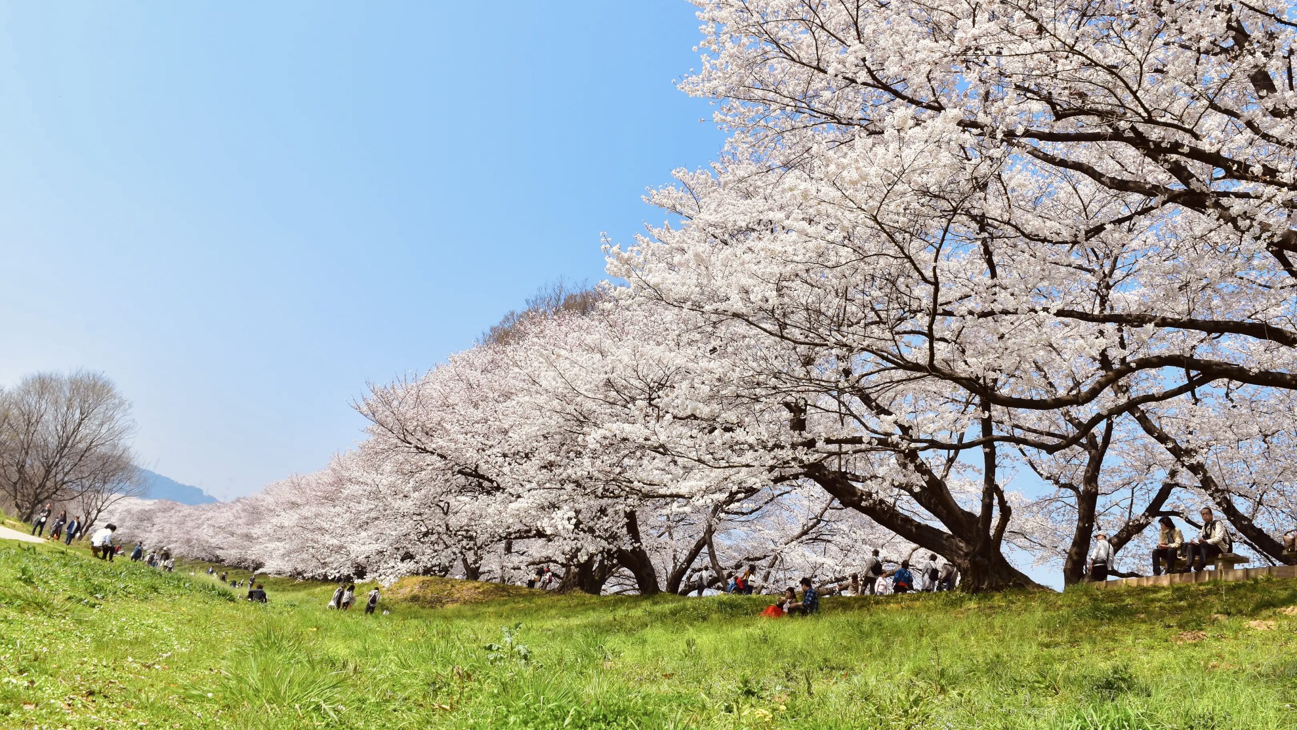 淀川河川公園 背割堤地区